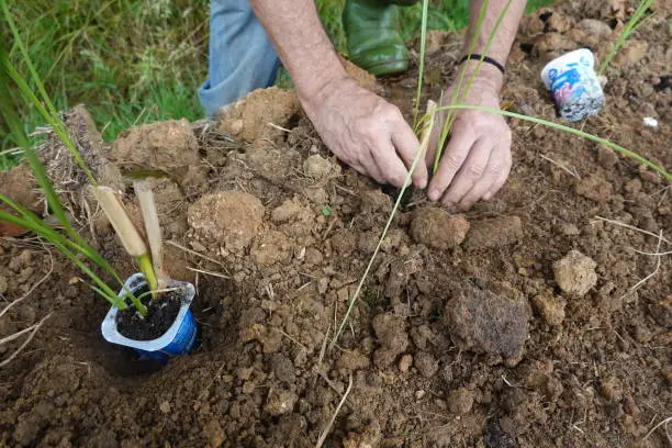 Native & Drought-Resilient Planting